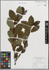 Foto von Salix hastata L.
